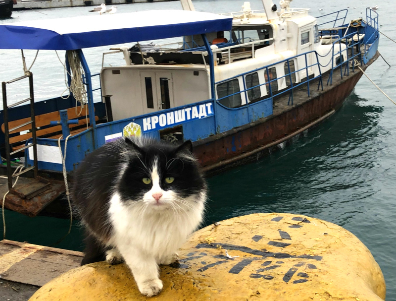 крым ялта причал яхта кот