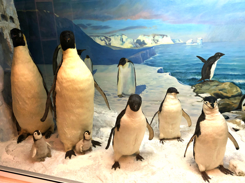 крым зоология музей пингвин чучело