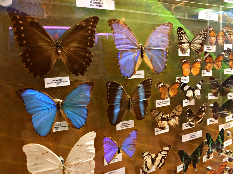 крым музей зоология бабочки экспозиция