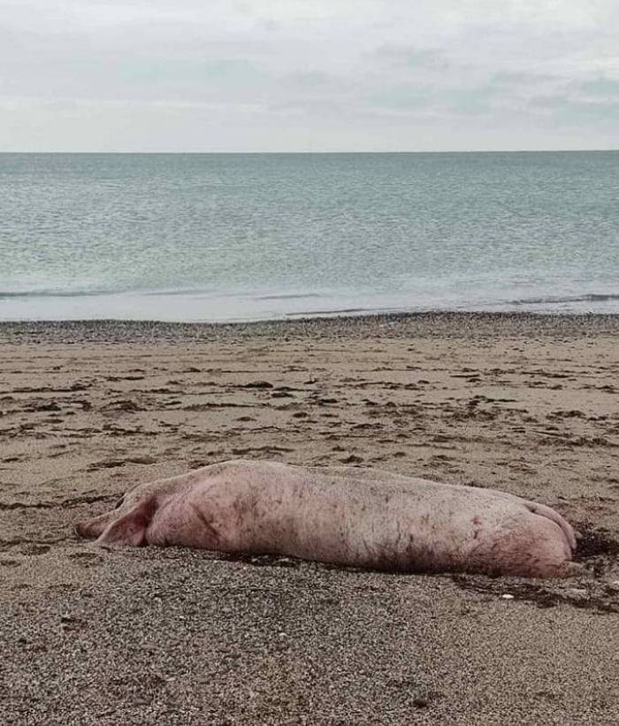 крым пляж свинья тушка труп