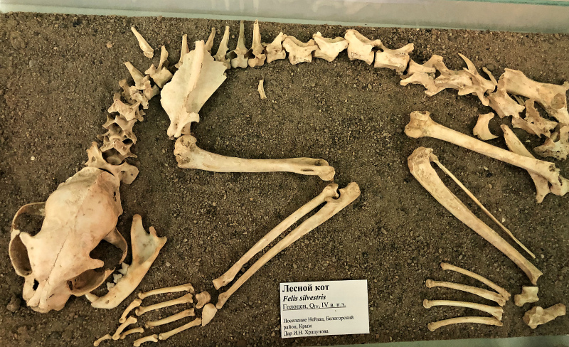 крым зоология музей лес кот скелет