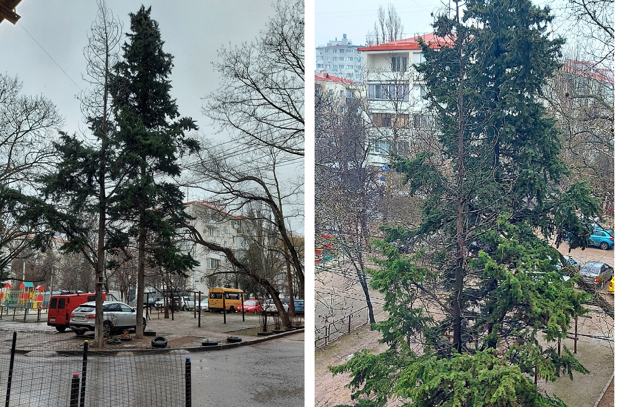 Севастополь как спилить дерево во дворе