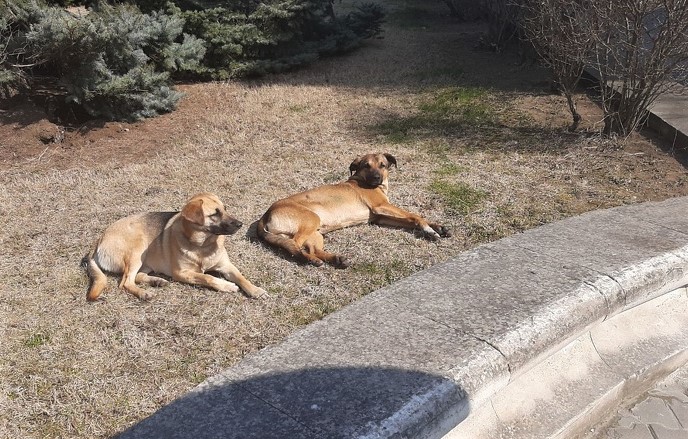 севастополь бродячие животные бездомные собаки
