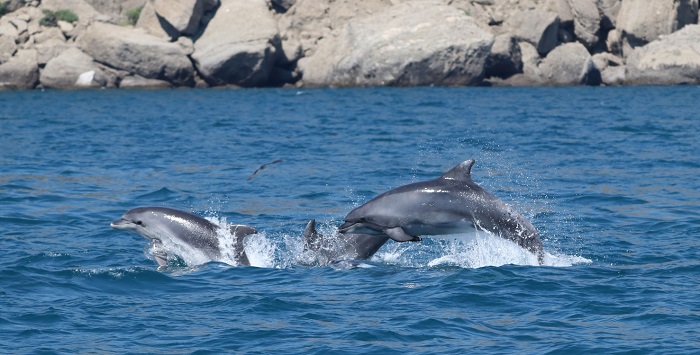 крым дельфины афалины черное море природа млекопитающие побережье природа