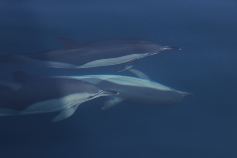 крым дельфины море белобочки животные природа 
