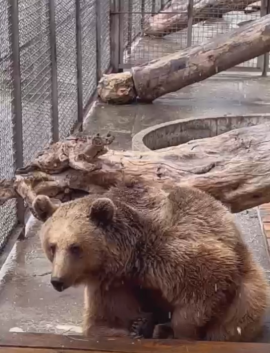 крым Бахчисарай парк миниатюр зоопарк медведи