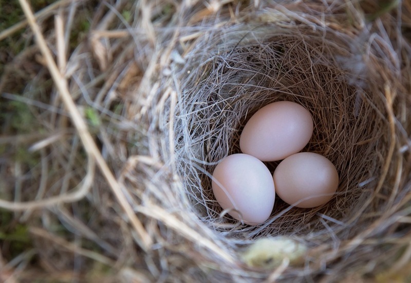 крым птицы гнездо яйца птенцы природа развитие детеныши