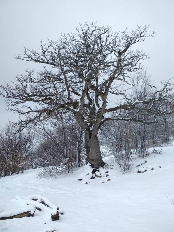 крым дерево снег горы