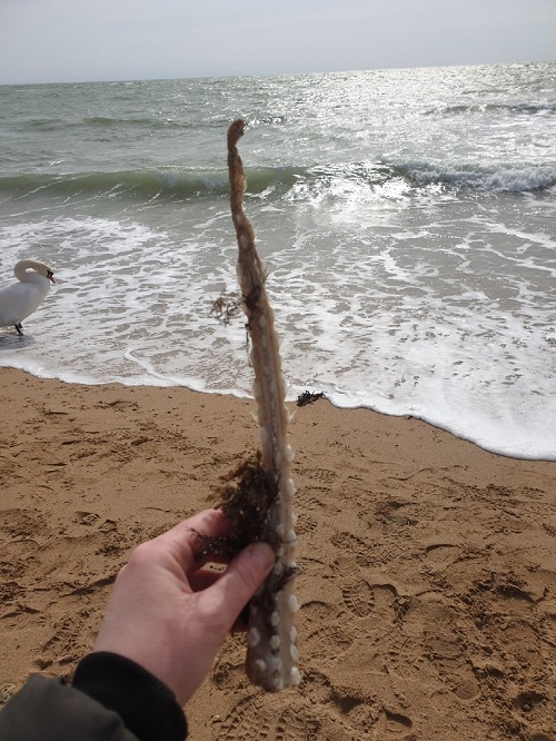 крым евпатория морская лиса скелет находка