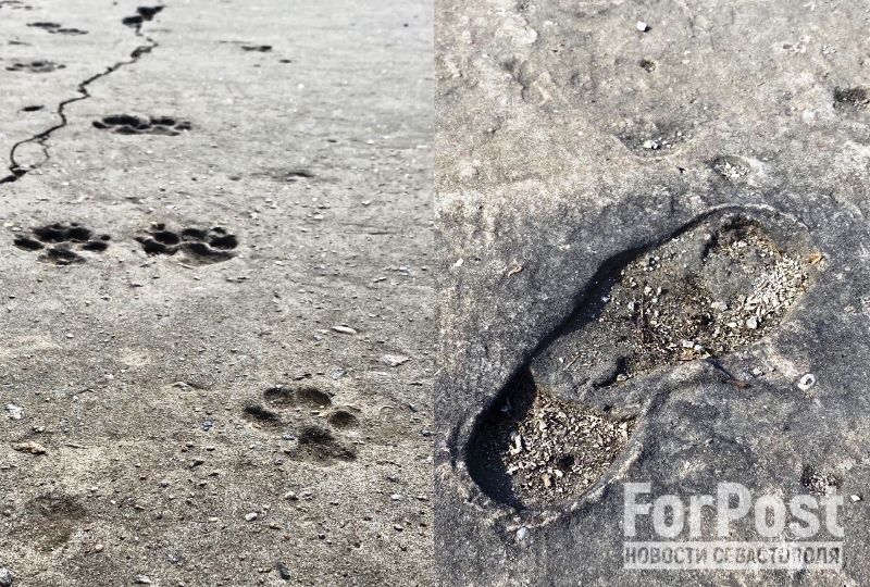 крым керчь следы бетон отпечаток лапа ботинок человек кошка