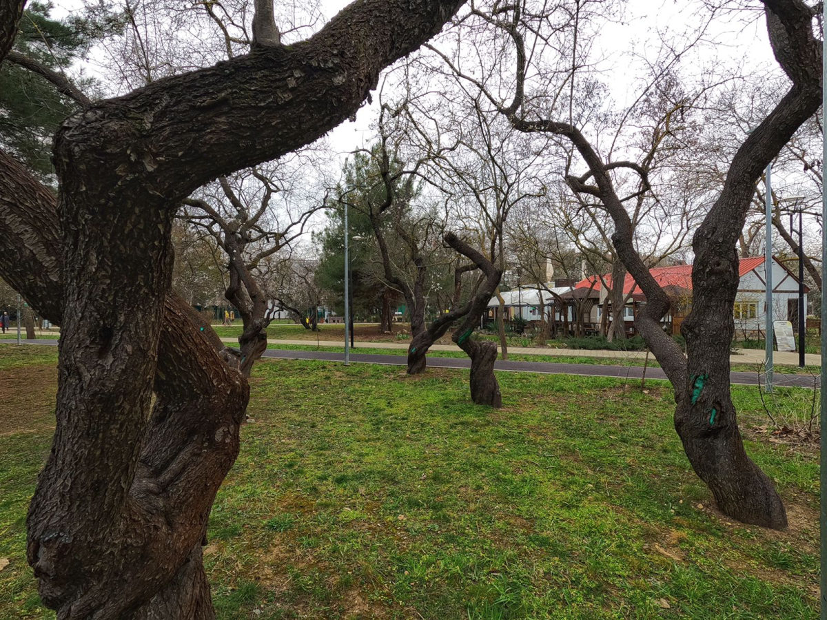 Севастополь танцующие деревья сквер 60-летия ссср