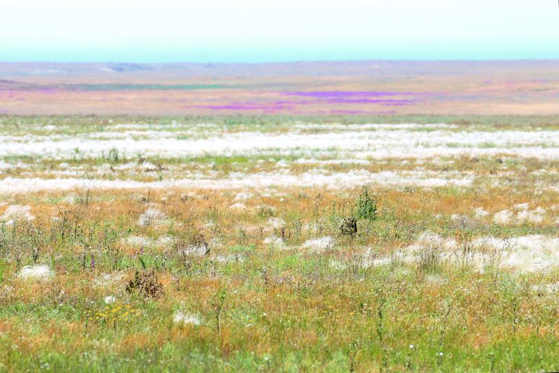 крымская степь цветение керченский полуостров