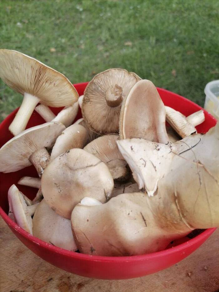 крым грибы апрель
