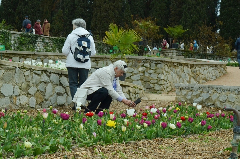 крым ялта никита сад тюльпаны цветение парад посетители