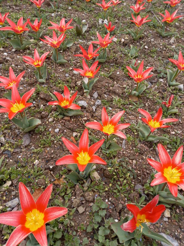 крым ялта никита природа цветение сад тюльпан
