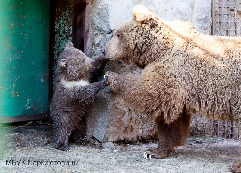 крым симферополь зооуголок медведь рождение глофира