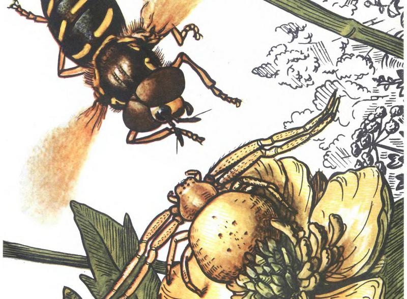 крым симферополь художник биолог насекомые фрагмент изображения паук мизумена муха-журчалка