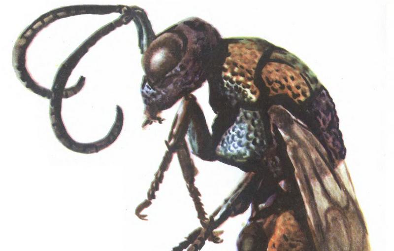 крым симферополь биолог художник фрагмент изображения осы-блестянки