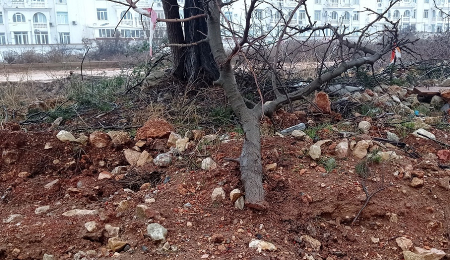 севастополь рубят деревья фисташки в Омеге