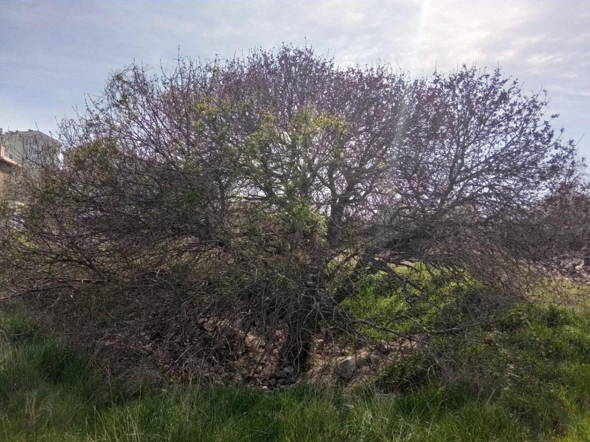дерево победа севастополь