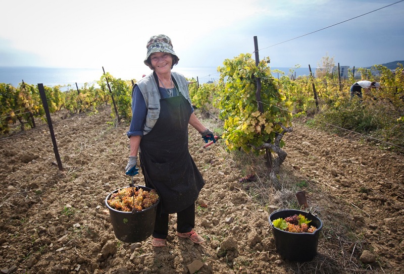 крым виноград сельское хозяйство урожай уборка женщина