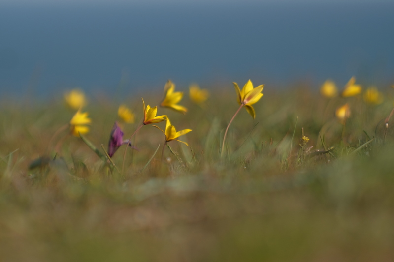 крым керченский полуостров опук цветение тюльпан южный Биберштейна