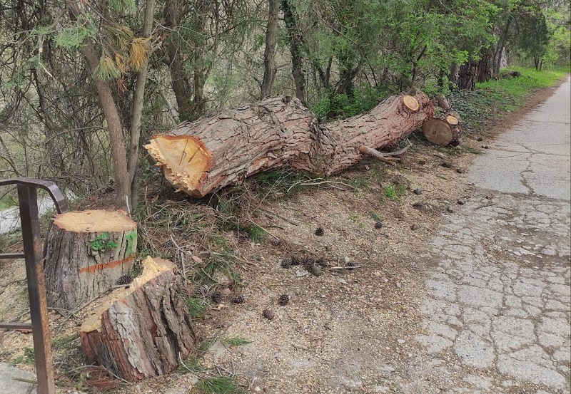 Вырубка деревьев. Рубка деревьев. Разрушенное дерево. Вырубка деревьев разрешения.