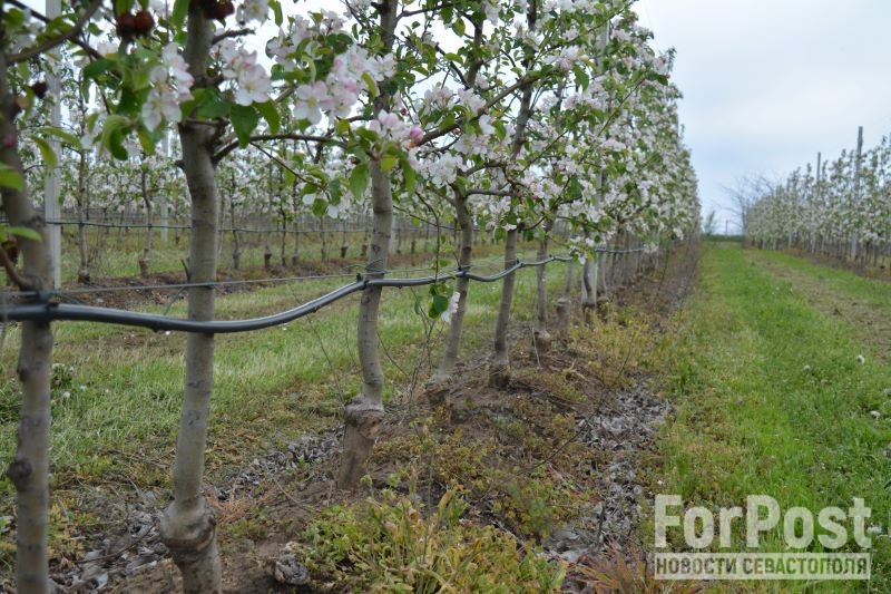 крым северо-крымский канал днепровская вода сельское хозяйство фермеры аграрии сколько стоит вода в крыму