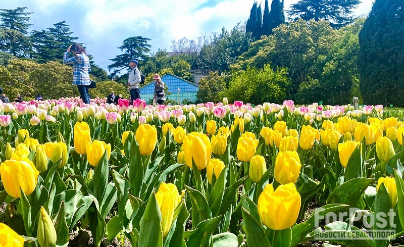 крым Никитский ботанический сад парад тюльпанов