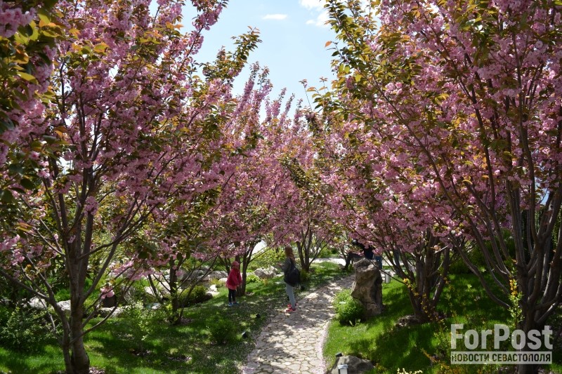 крым весна цветение сакура