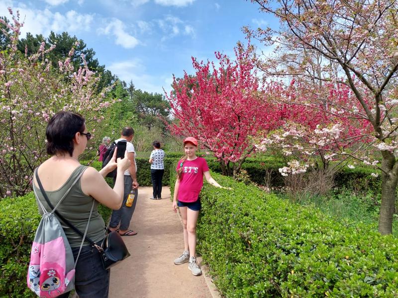 крым симферополь ботанический сад университет цветение сакура