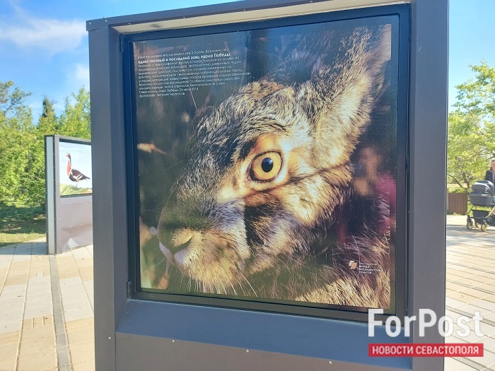 севастополь парк победы динопарк выставка гирагосов последний заяц