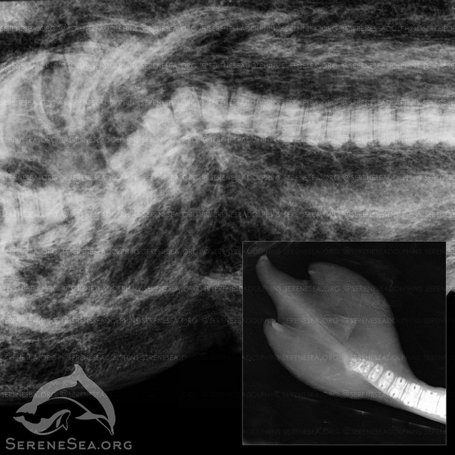 крым море дельфин рентген снимок мутация