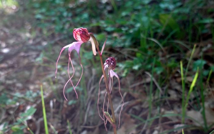 крым лес цветок орхидея комперия