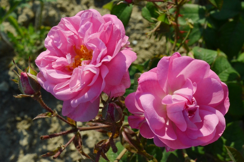крымская роза цветы лето