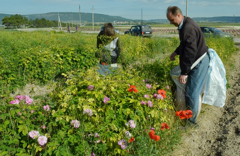 Крым розовое поле сбор розы аромамасло мужчина собирает