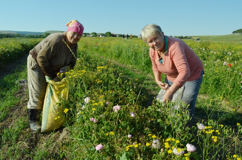сбор розовых лепестков аромамасло Крым поле работницы лето