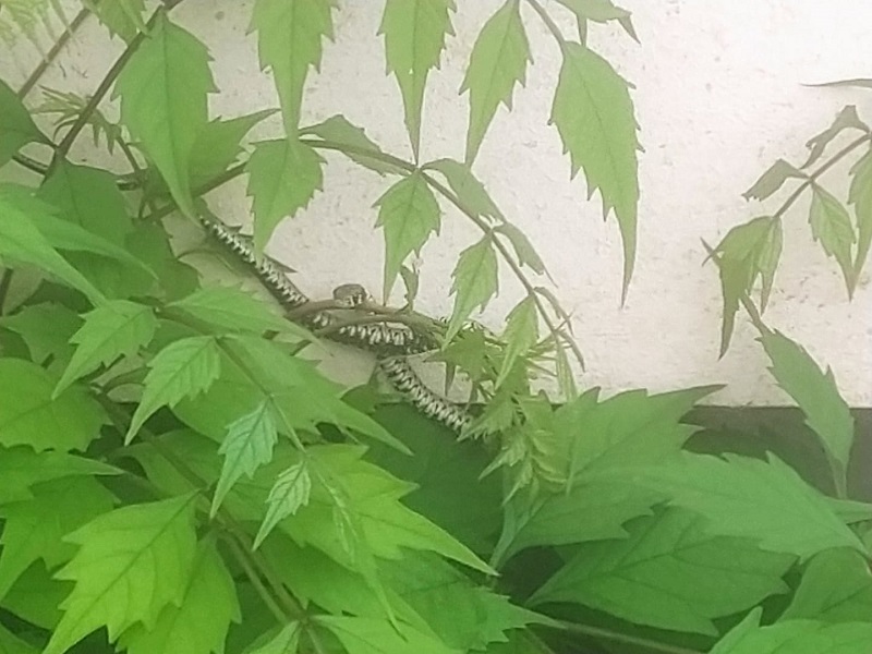 тропическая змея огород Крым