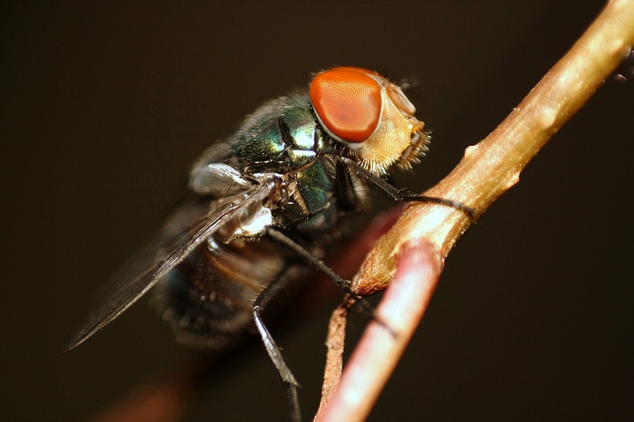 крым насекомые муха опасность
