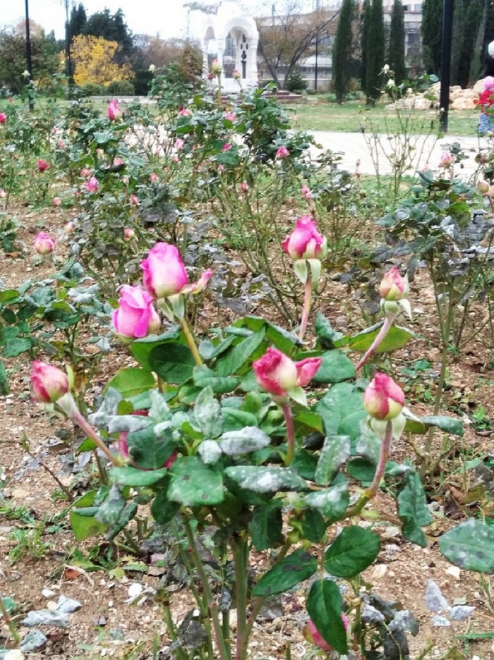 парк победы розы севастополь