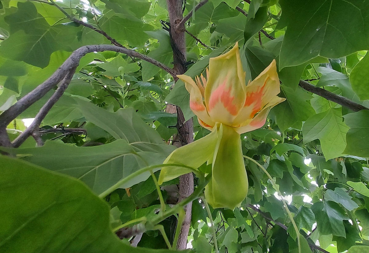 севастополь тюльпановое дерево