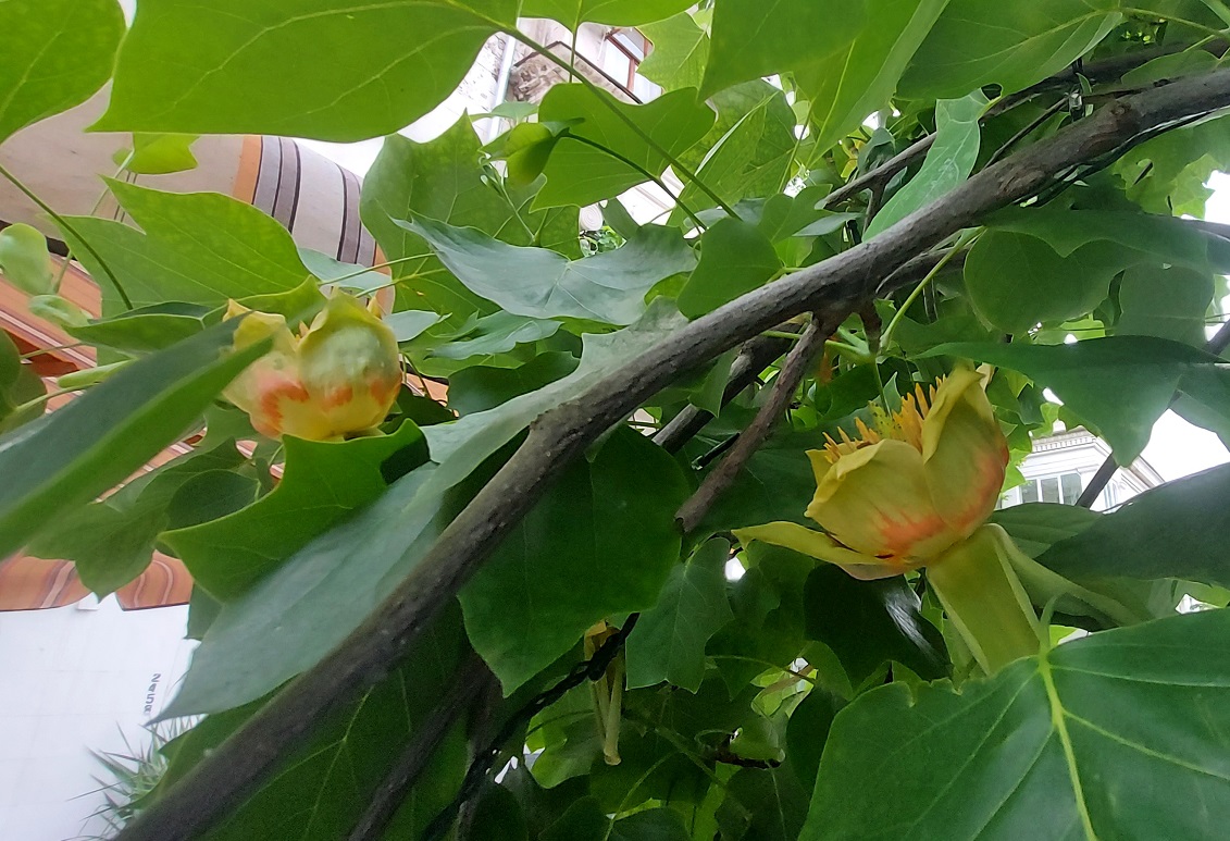 севастополь тюльпановое дерево