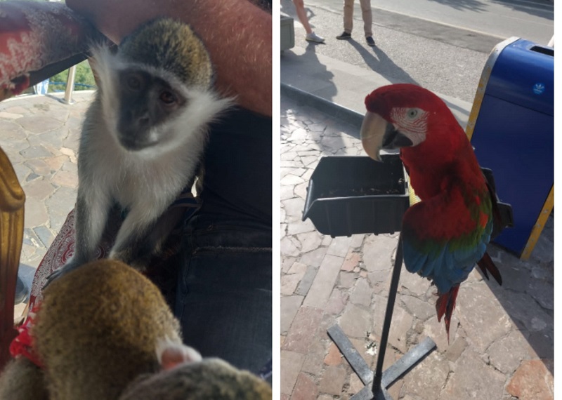 крым ялта животные фото туристы обезьяна попугай