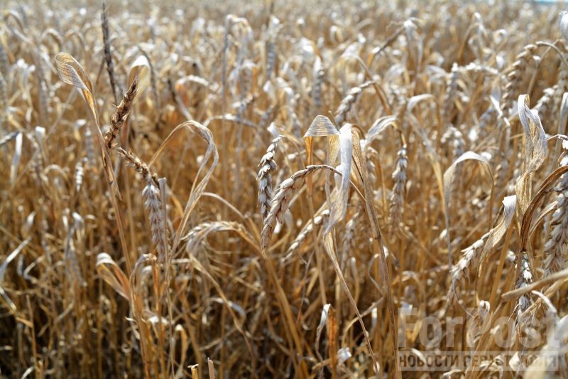 крым сельское хозяйство поля пшеницы жатва сбор урожая