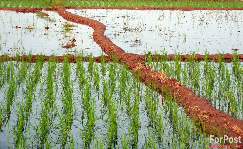 крым Китай рисовые чеки сельское хозяйство угрозы урожай северо-крымский канал