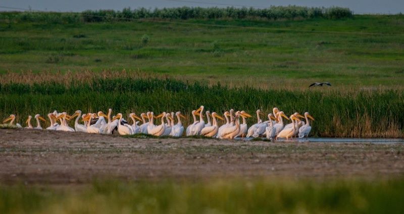 крым природа заповедник лебяжьи озера сивая розовые пеликаны в природе