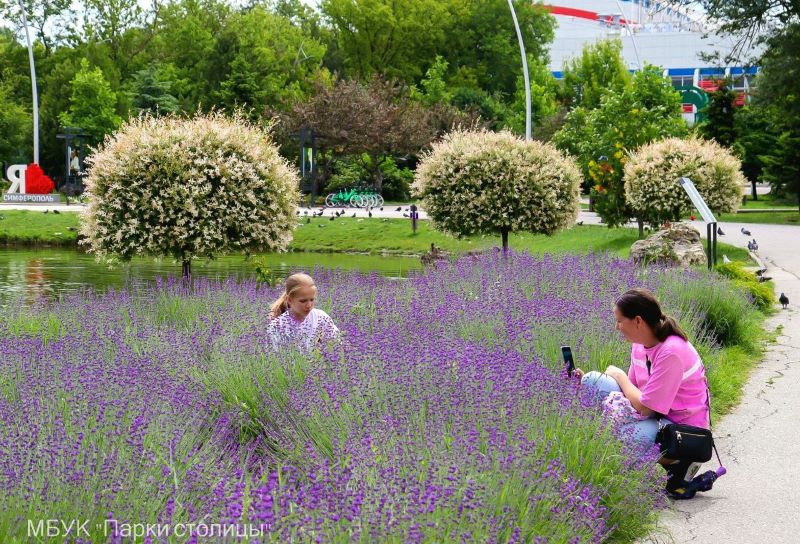 крым Гагаринский парк Симферополь фотосессия цветение лаванды