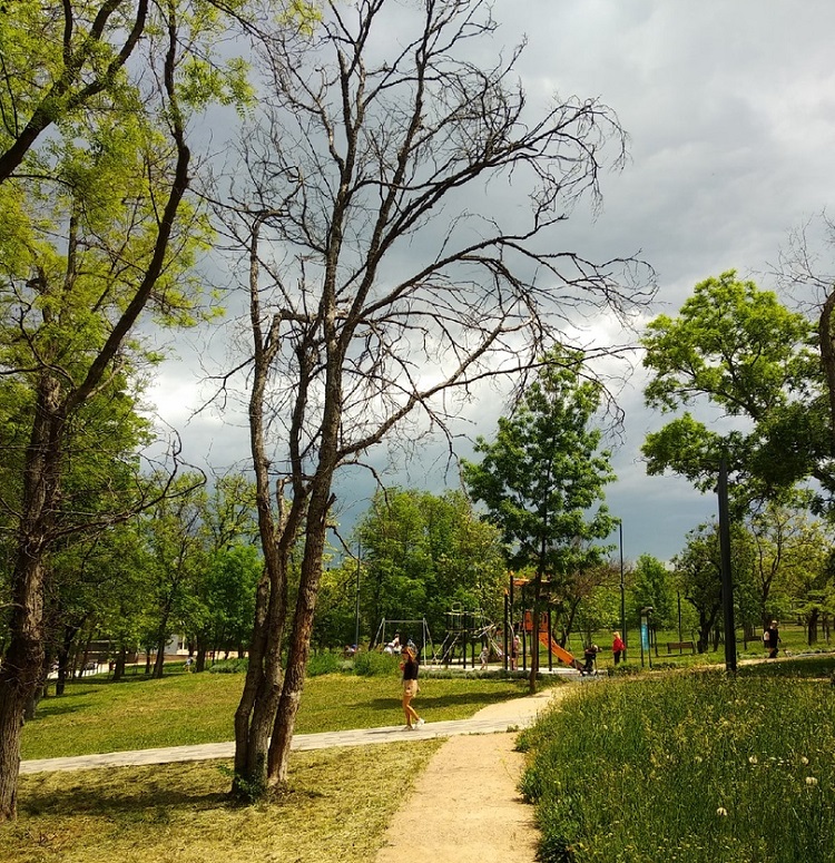 севастополь учкуевка парк деревья природа уход благоустройство озеленение