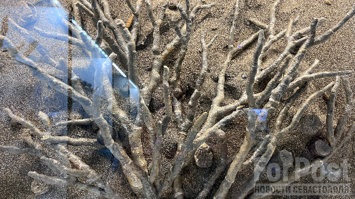 крым ялта Ливадия палео музей окаменелости валентин вербицкий воссозданный коралловый куст