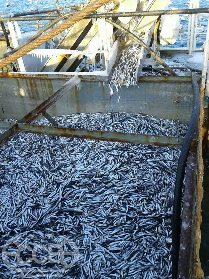 Севастополь Морская рыбалка